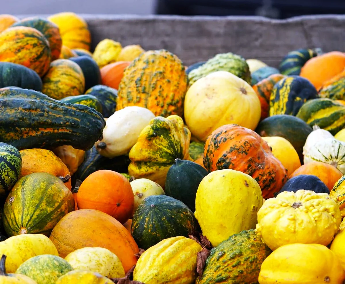 Small Warted Indy Mix Ornamental Gourd - Image 8