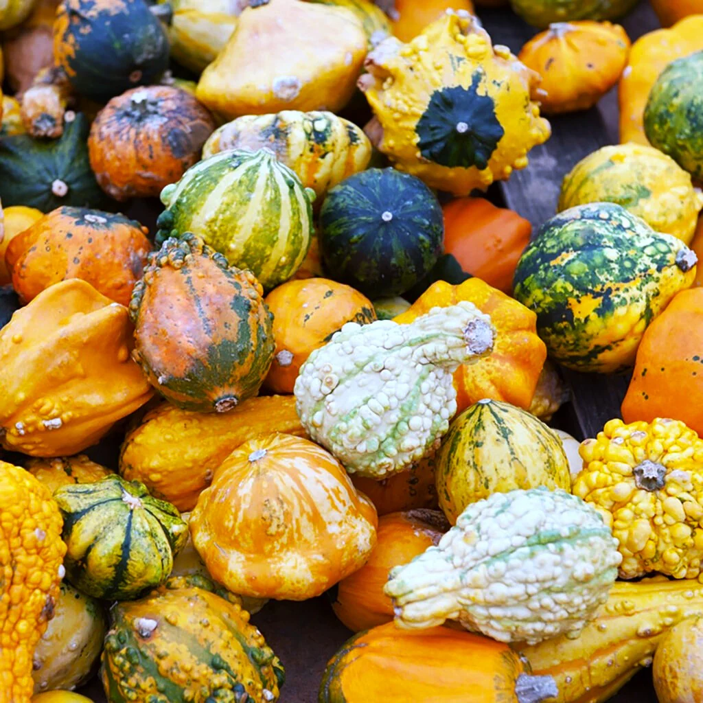 Small Warted Indy Mix Ornamental Gourd - Image 9