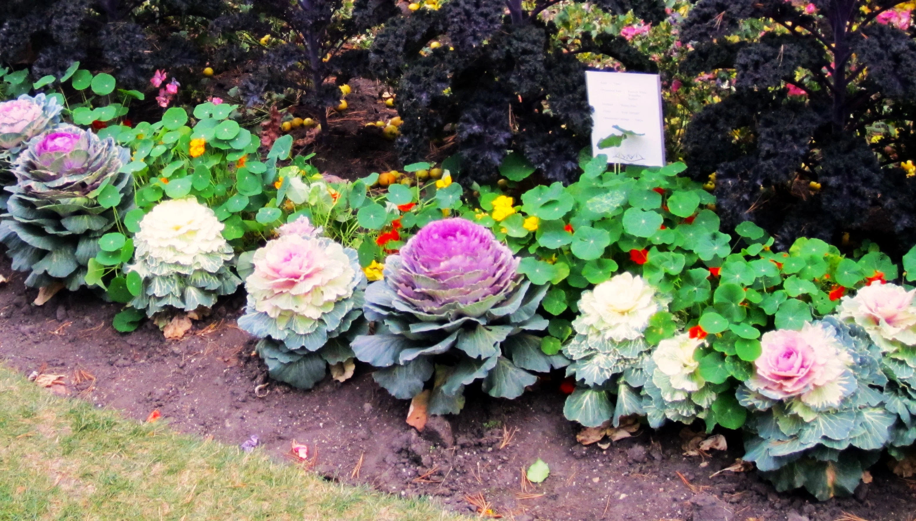 Smooth Mix Ornamental Cabbage (Kale) - Image 10