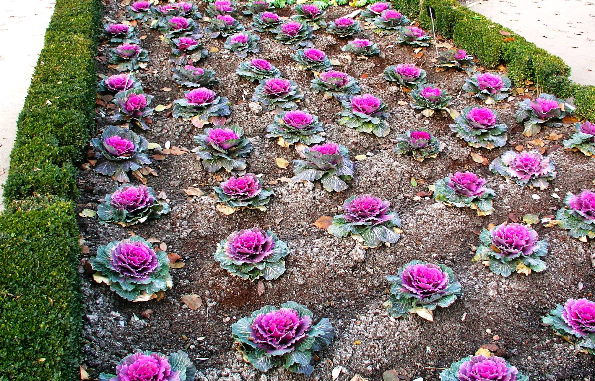 Smooth Mix Ornamental Cabbage (Kale) - Image 9