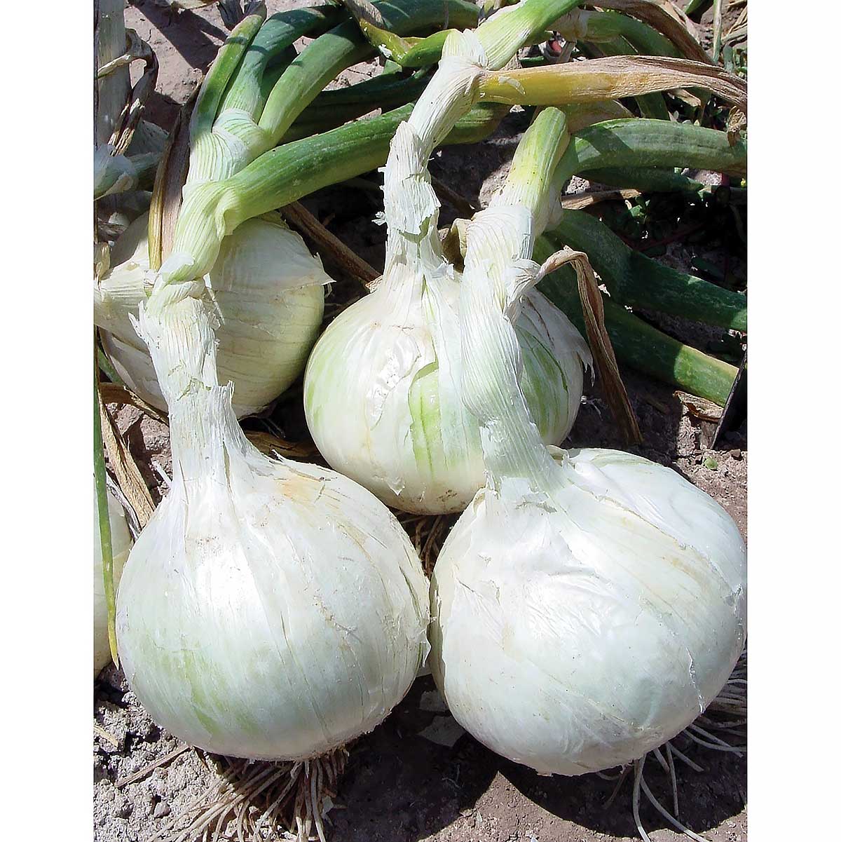 Snowball White Onion Sets (Bulbs) - Image 3
