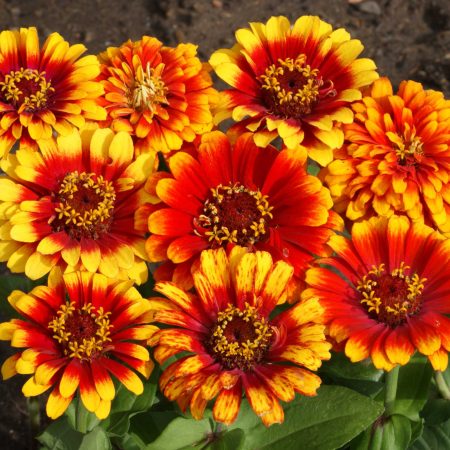 Sombrero Zinnia - Image 4
