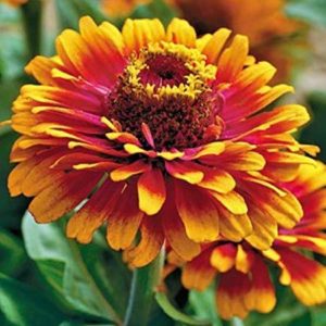 Sombrero Zinnia - Image 6