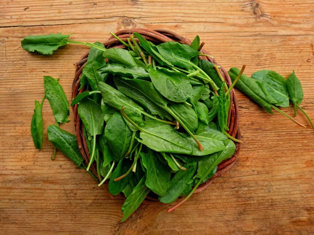 Large Leaf Sorrel - Image 3