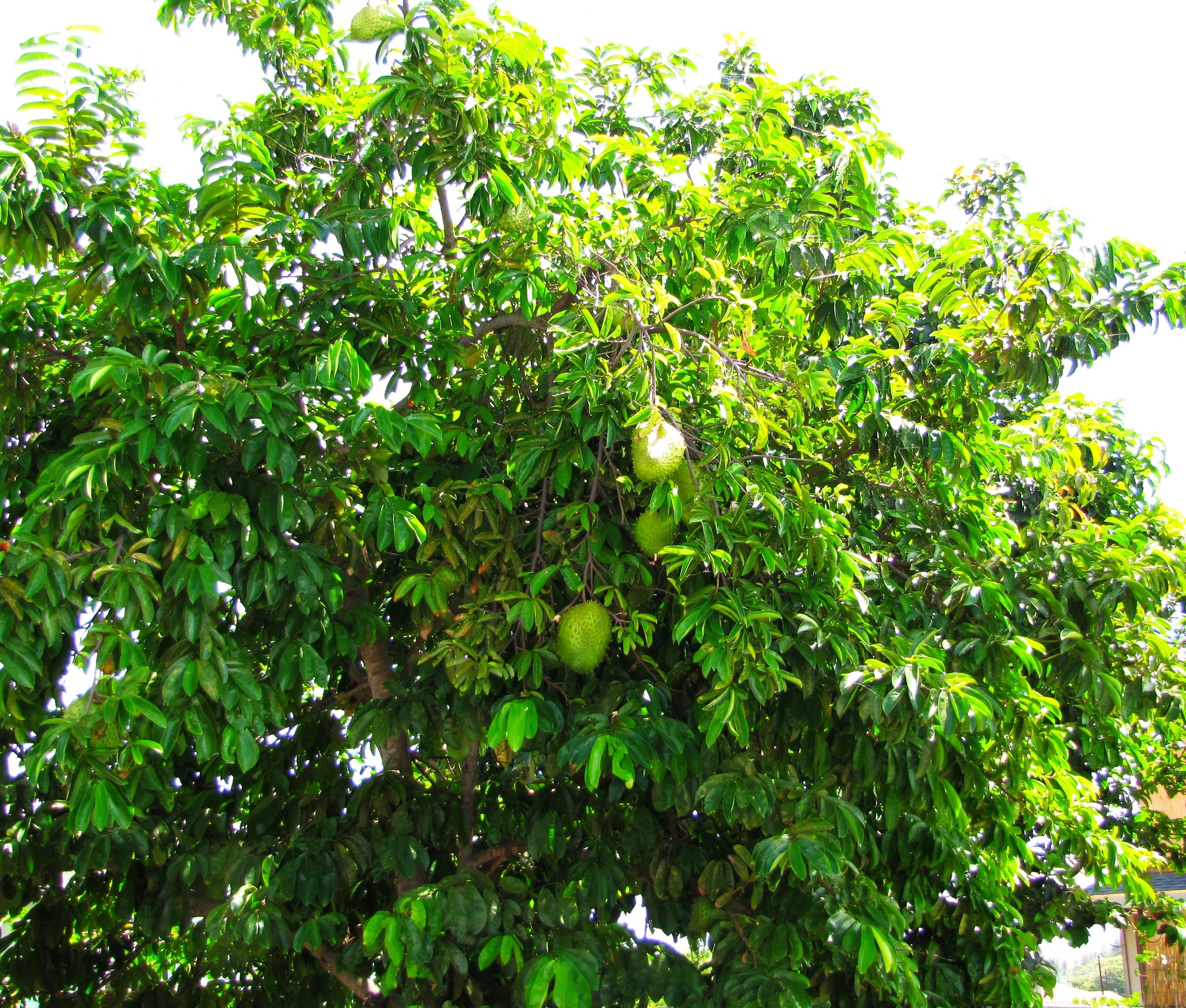Soursop Tree - Image 5