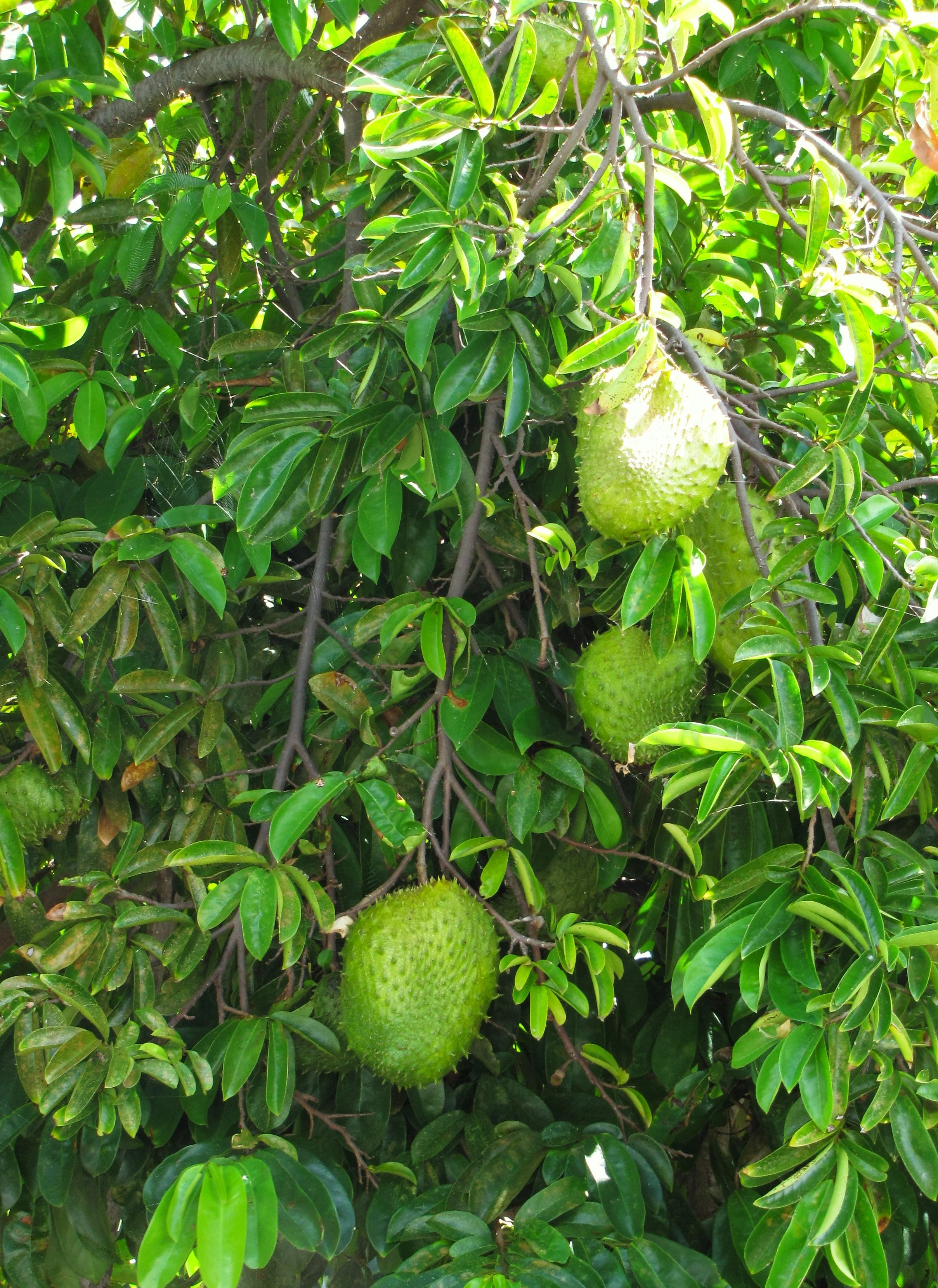 Soursop Tree - Image 6
