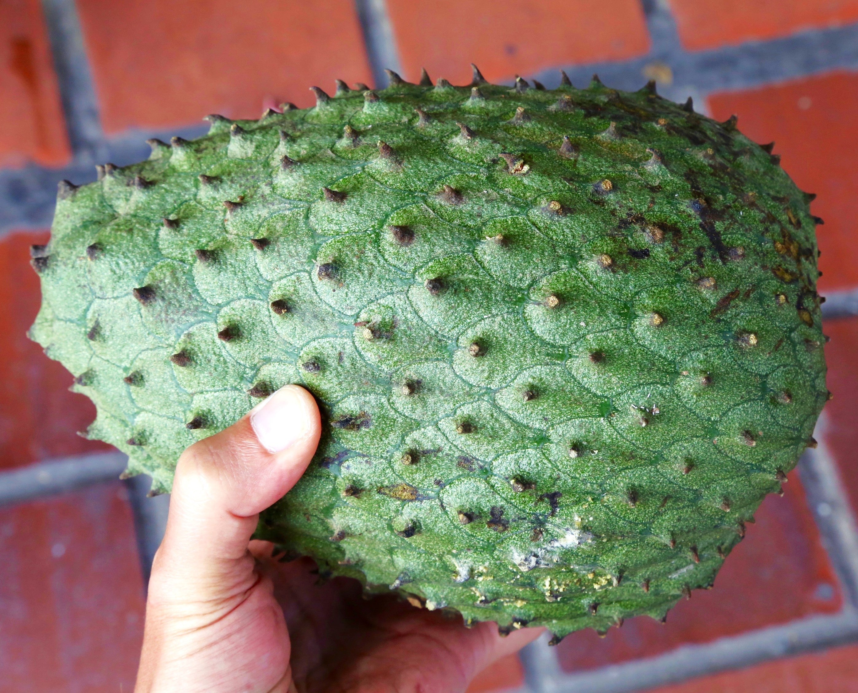 Soursop Tree - Image 8