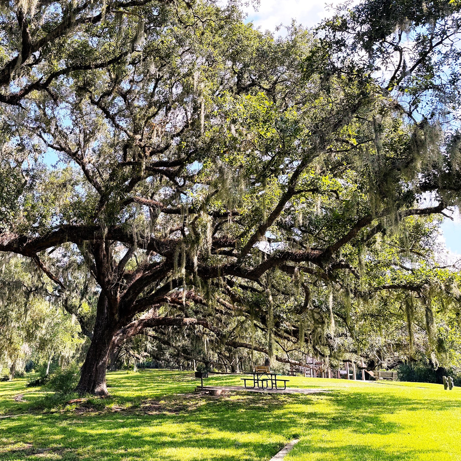 Southern Live Oak