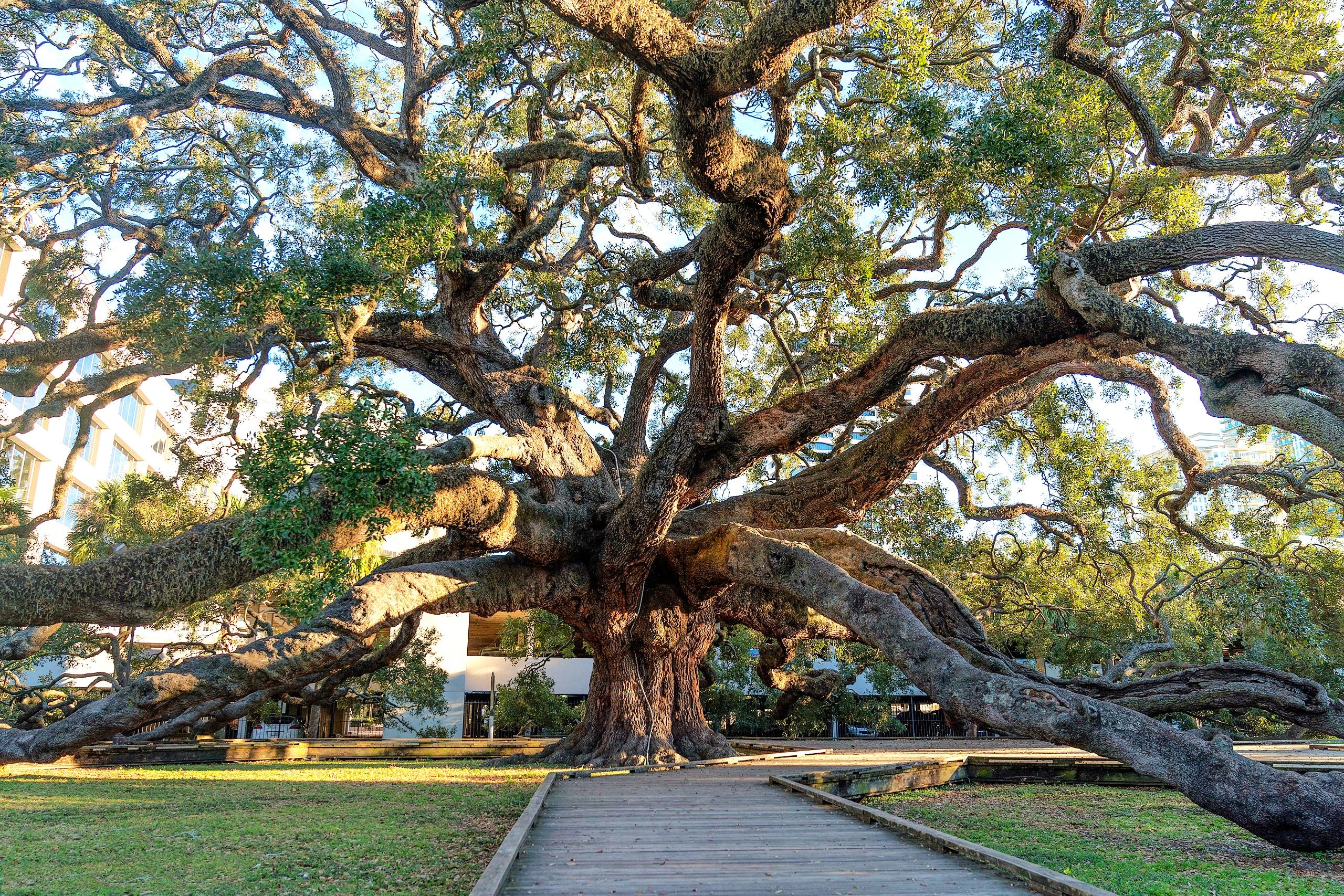Southern Live Oak - Image 10