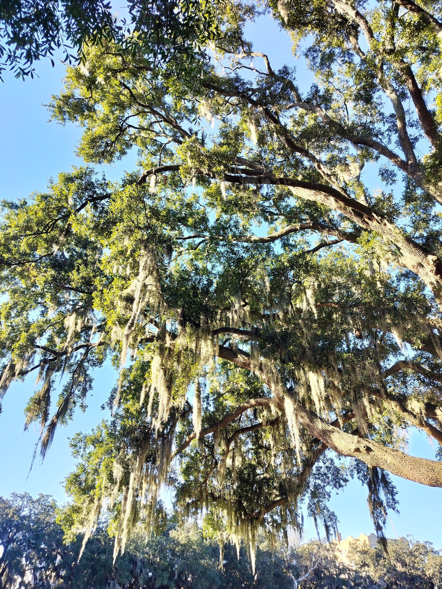 Southern Live Oak - Image 2