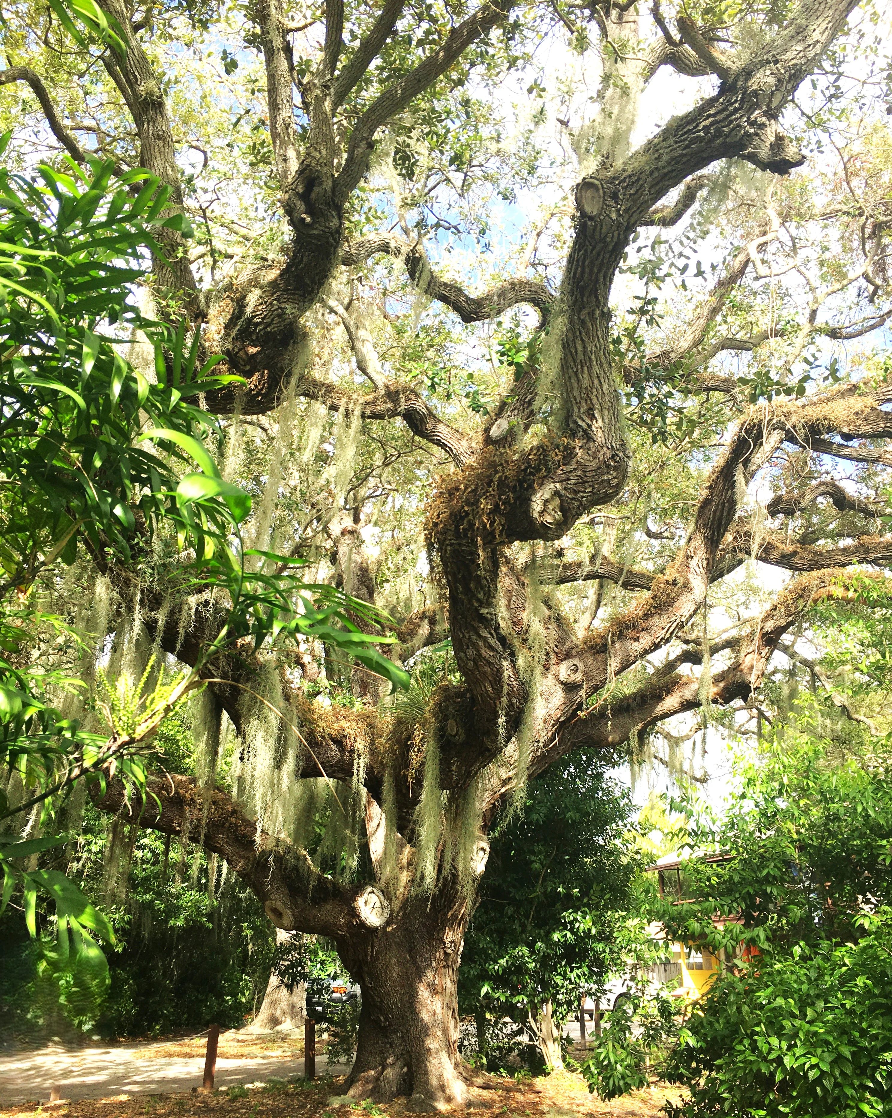 Southern Live Oak - Image 3