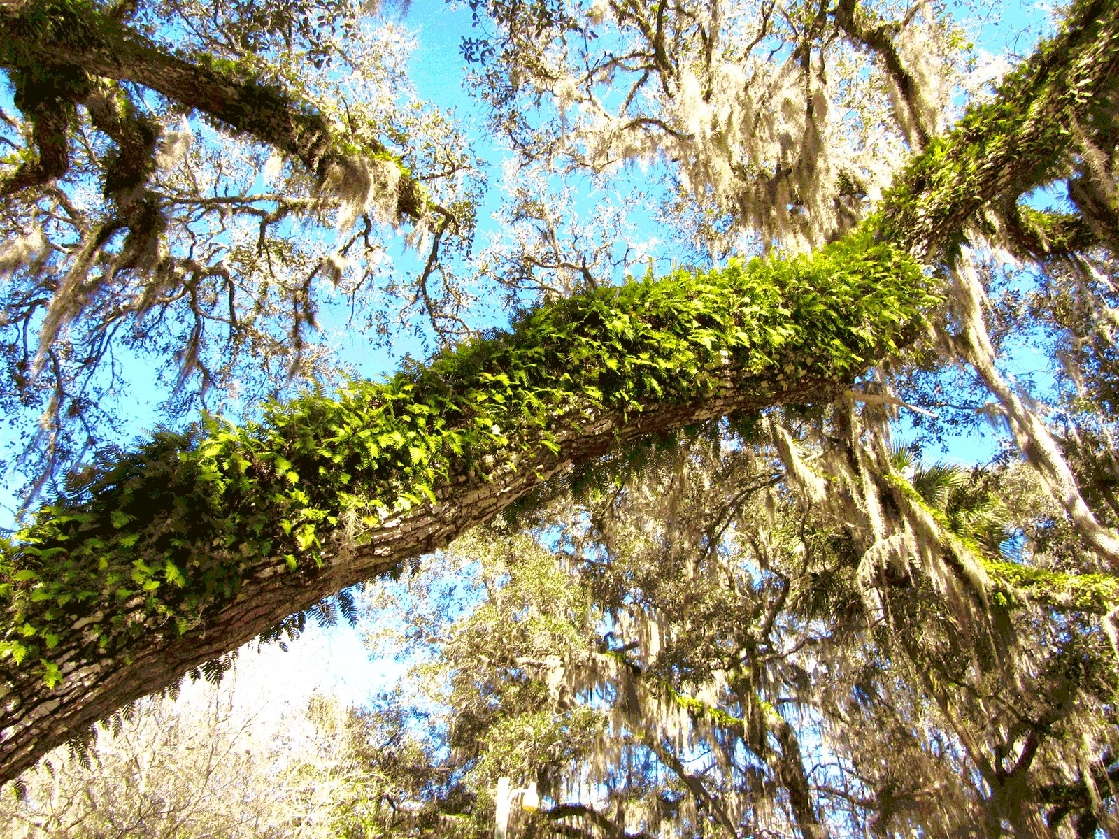 Southern Live Oak - Image 4