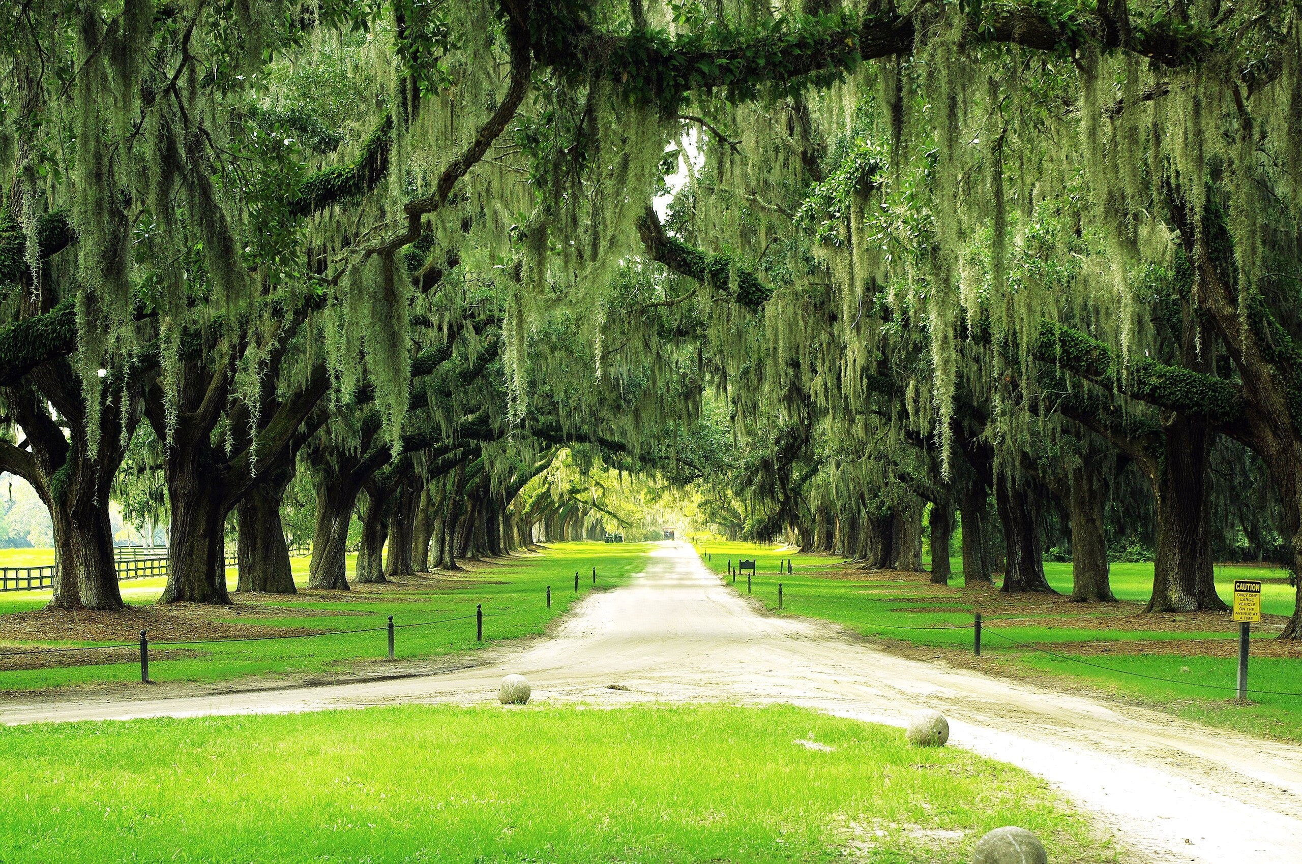 Southern Live Oak - Image 5
