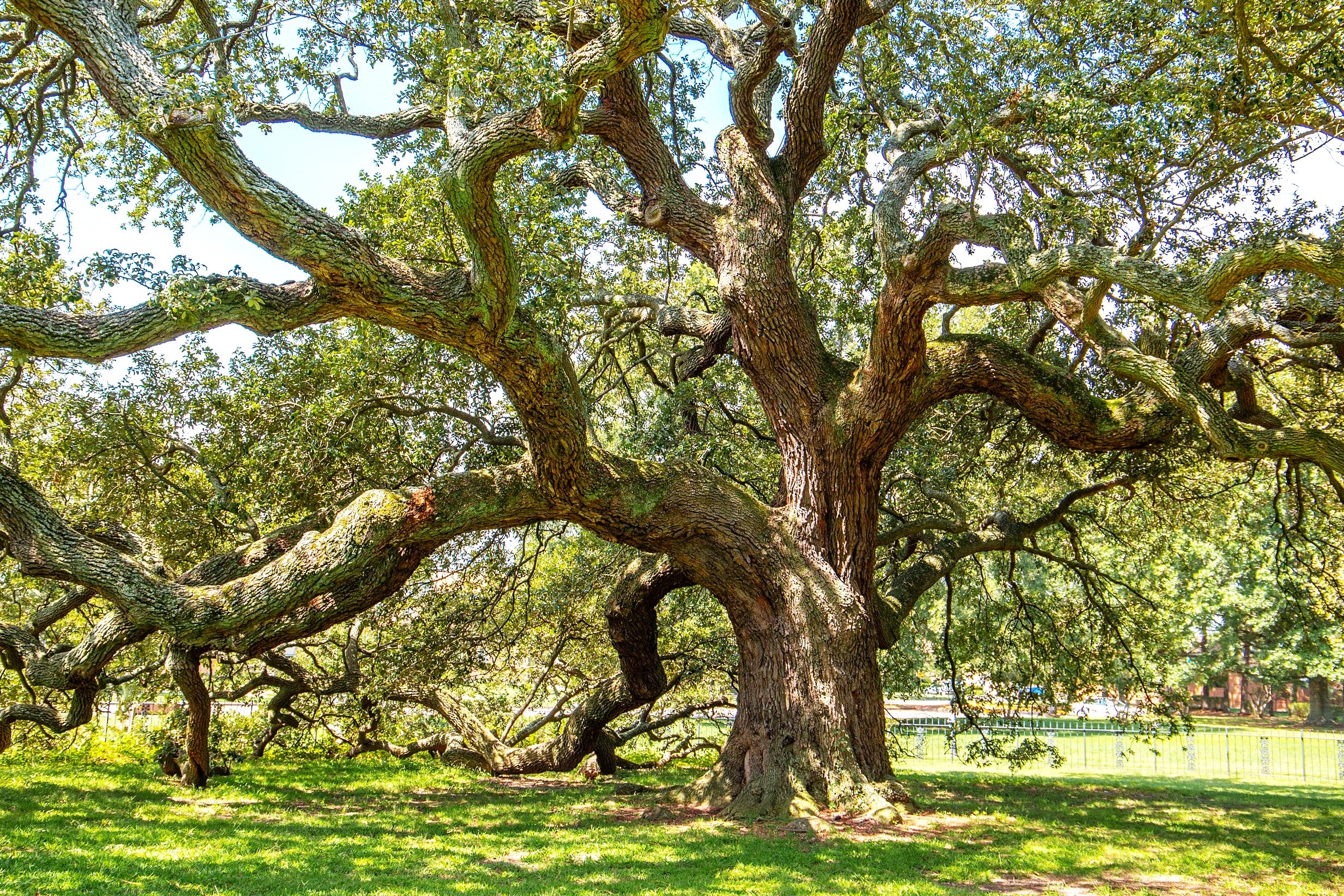Southern Live Oak - Image 6