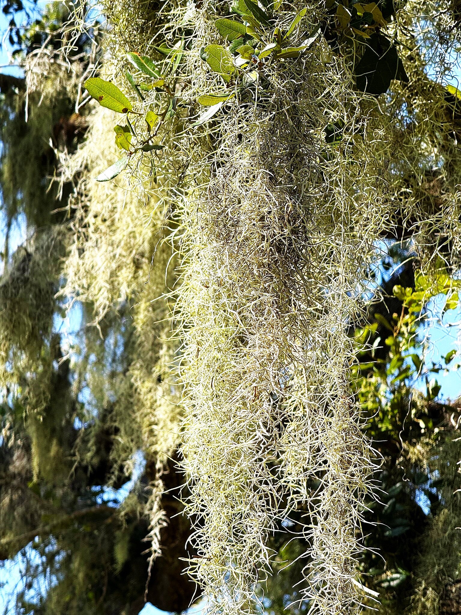 Southern Live Oak - Image 8