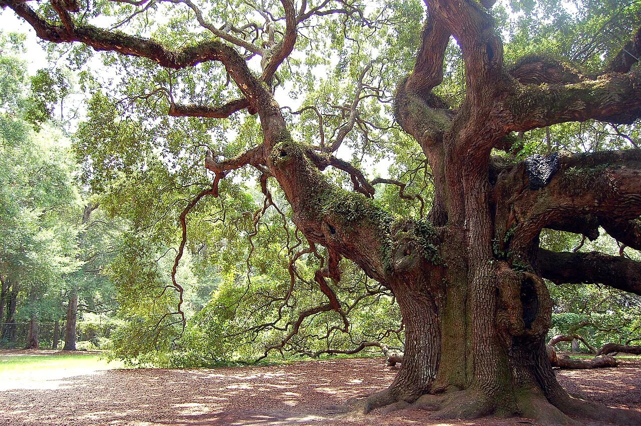 Southern Live Oak - Image 9