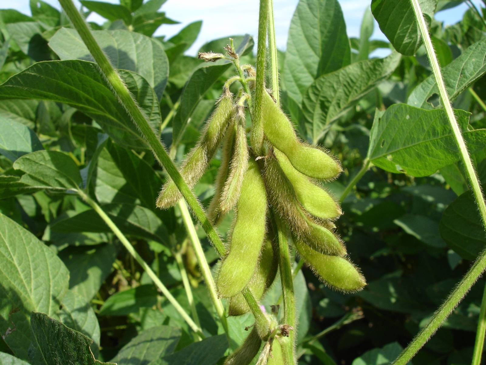 Yellow Soybean - Image 3