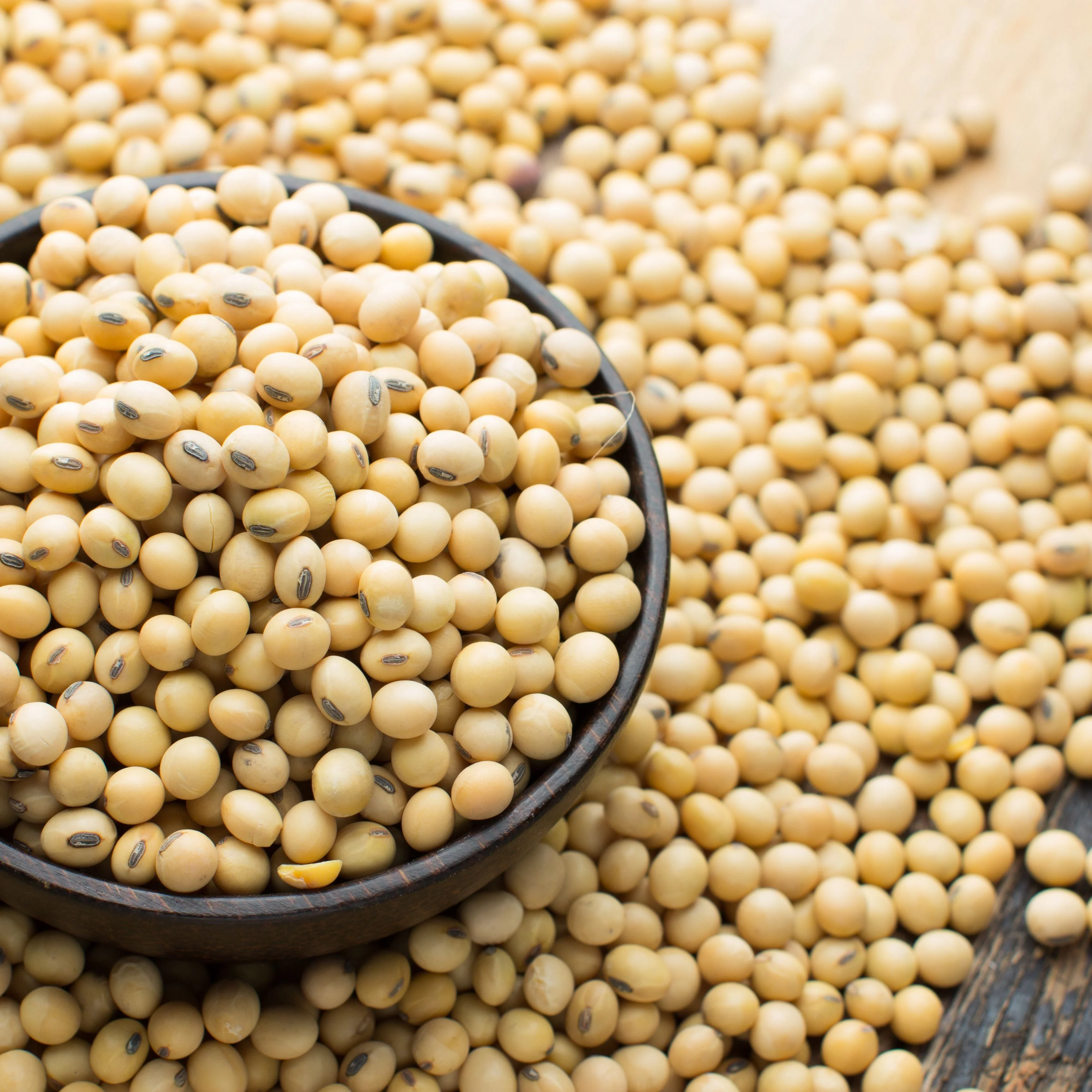 Yellow Soybean - Image 4