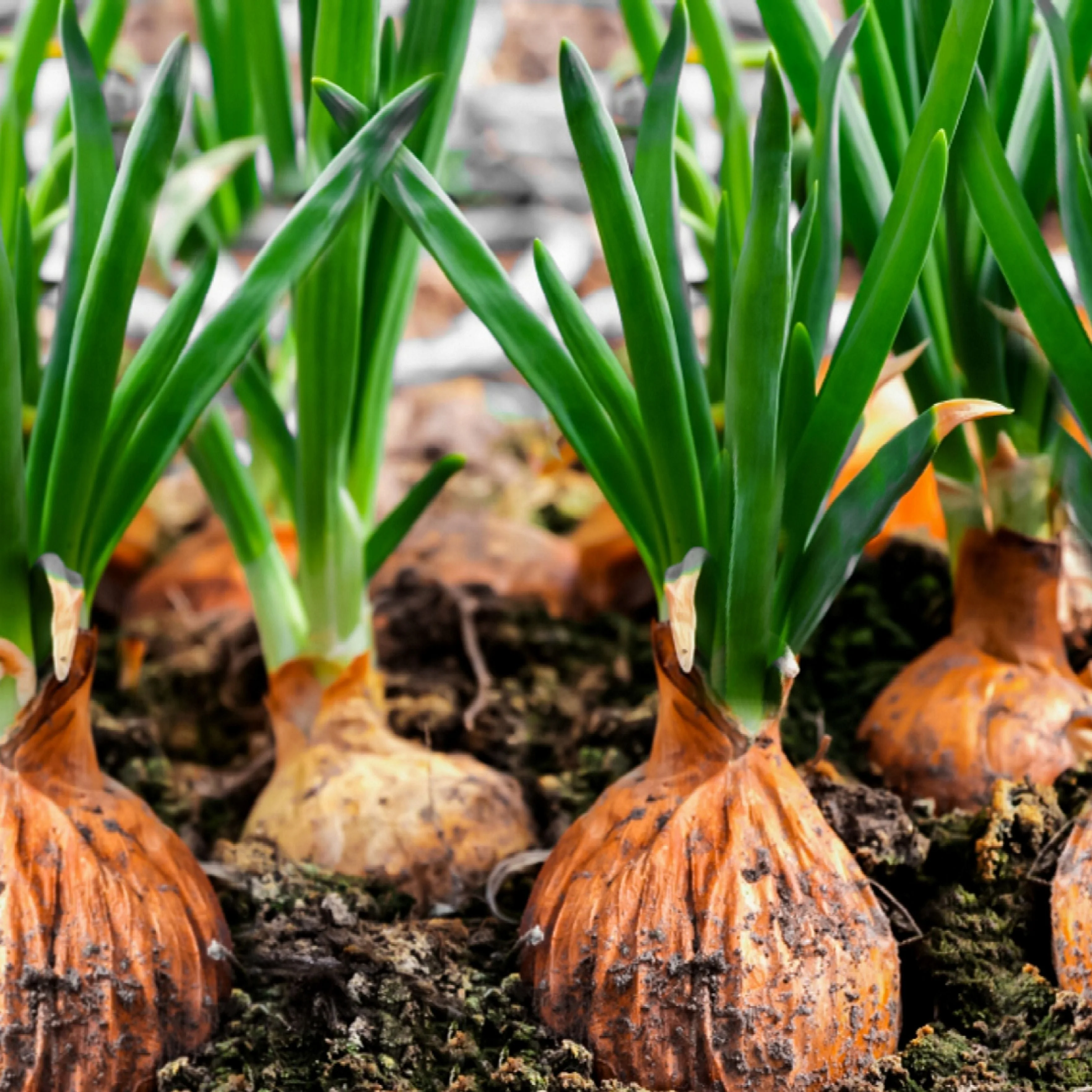 Spanish Globe Onion Sets (Bulbs) - Image 3