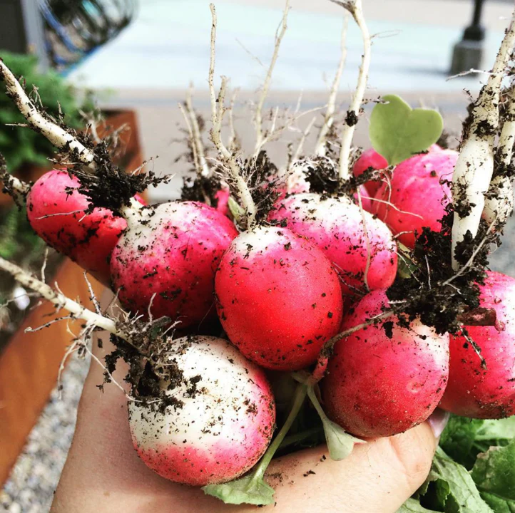 Sparkler Radish - Image 3