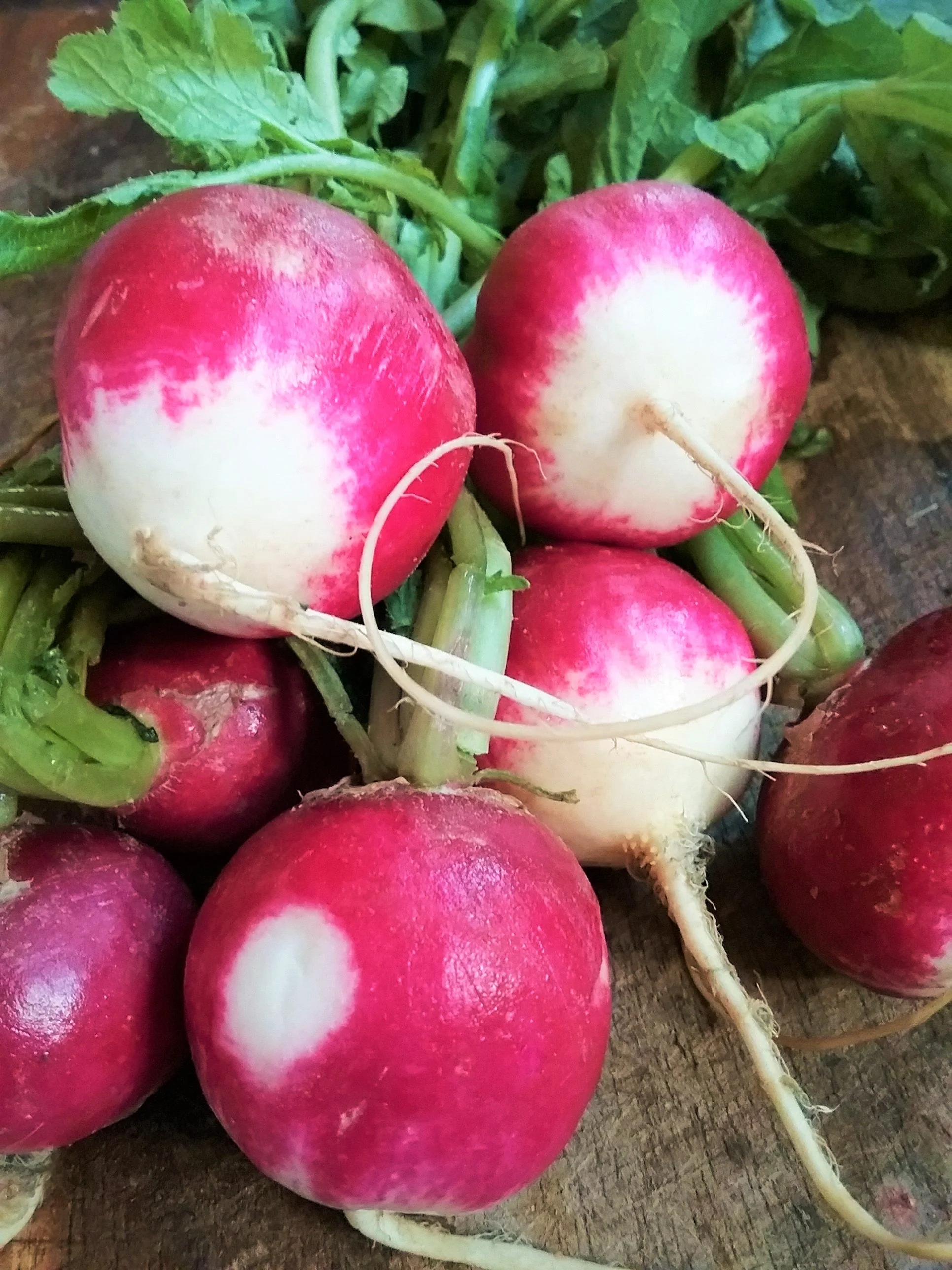Sparkler Radish - Image 4