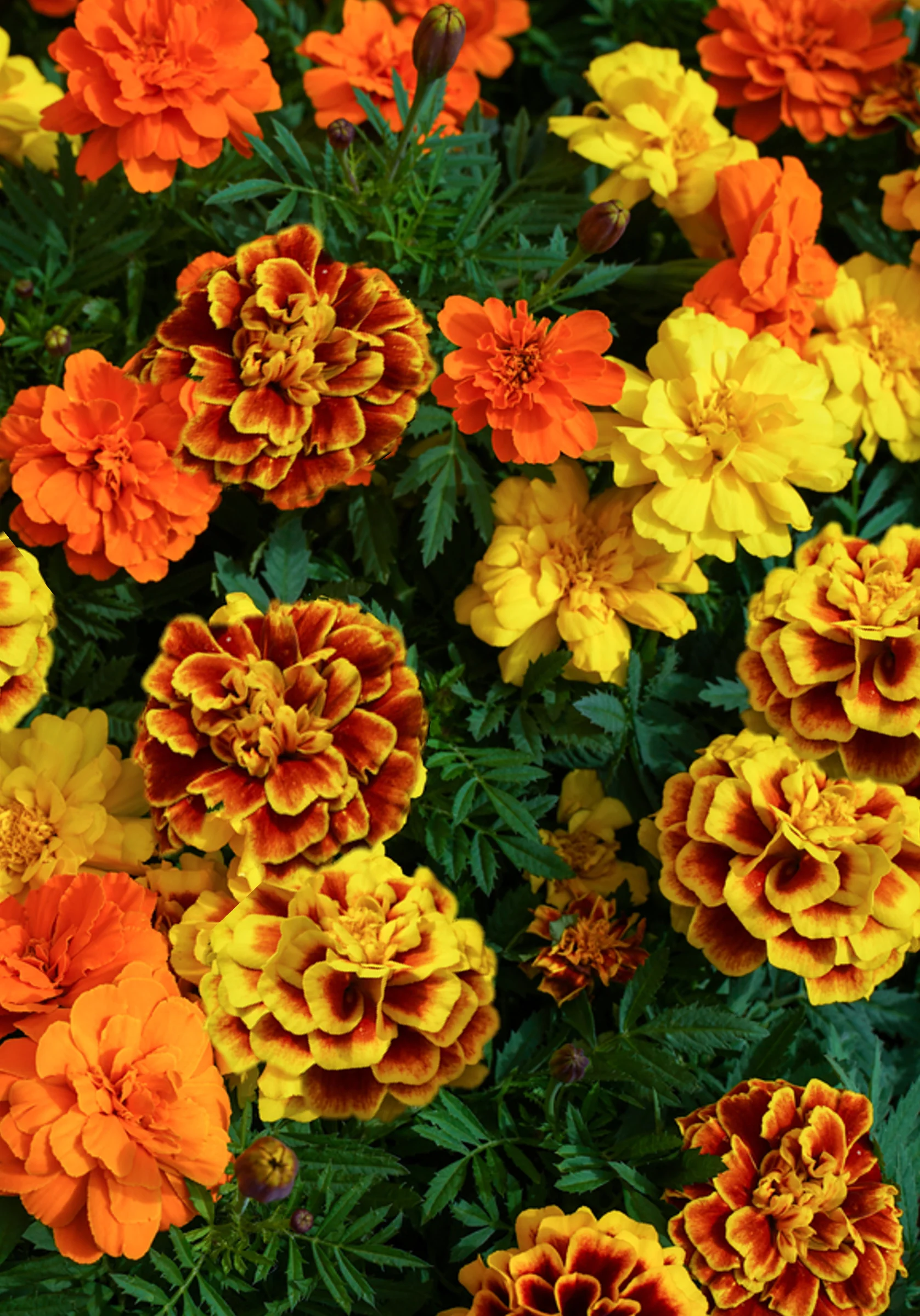 Sparky Mix French Marigold - Image 3