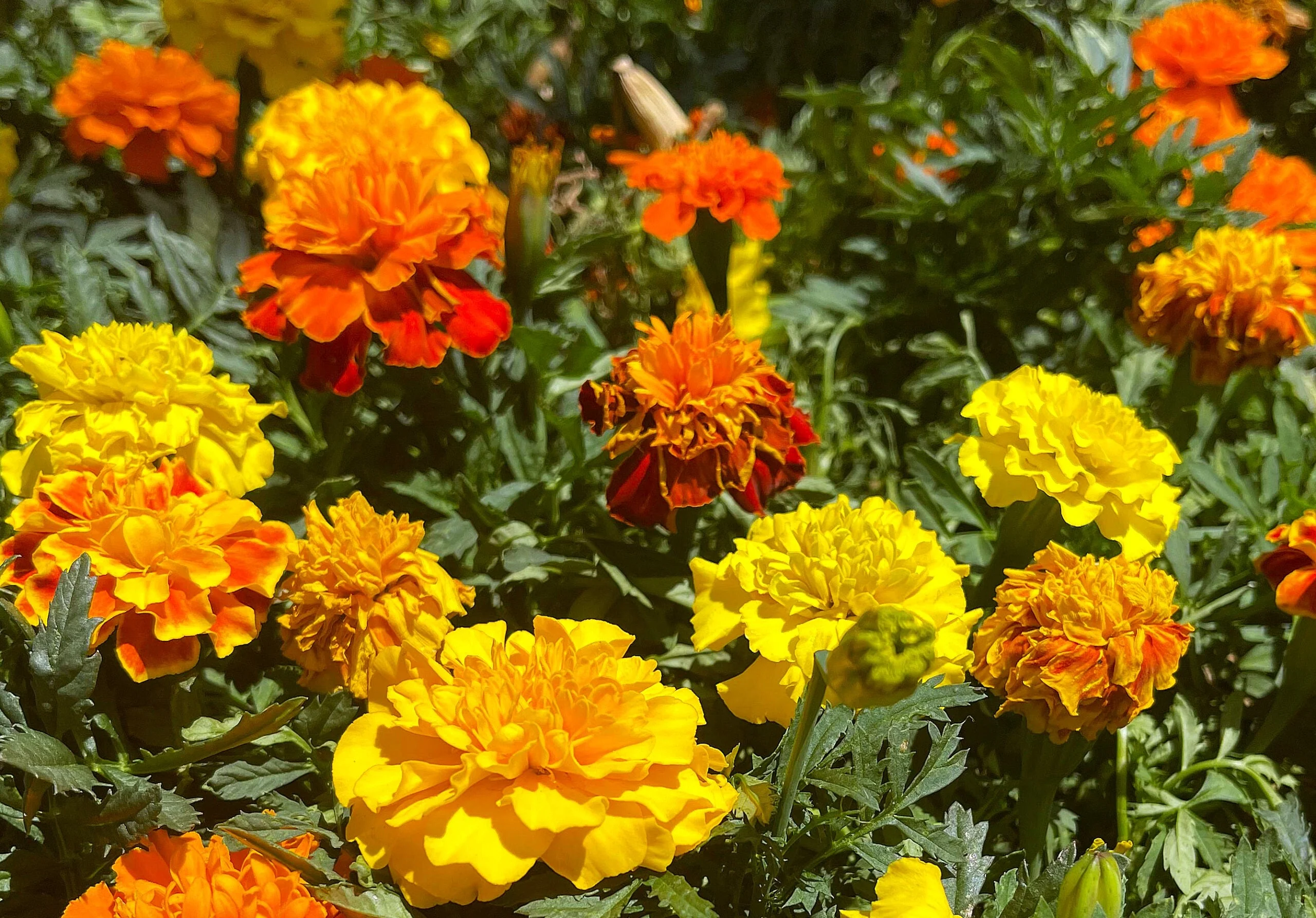 Sparky Mix French Marigold - Image 4