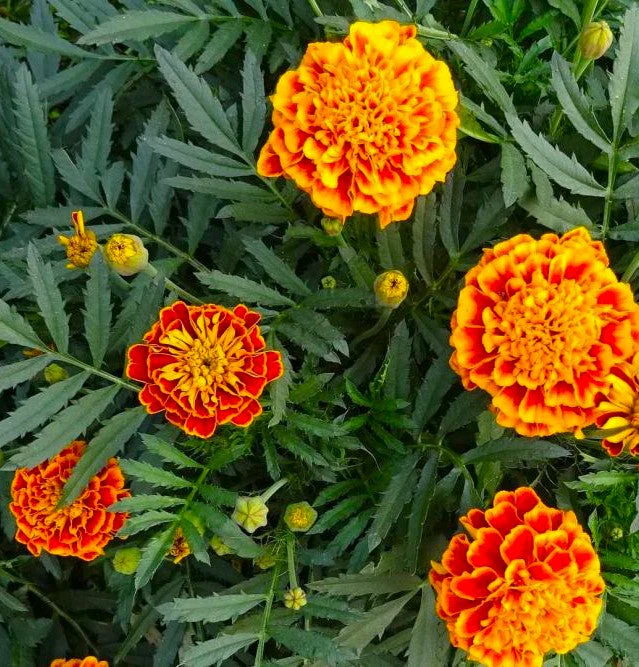 Sparky Mix French Marigold - Image 5