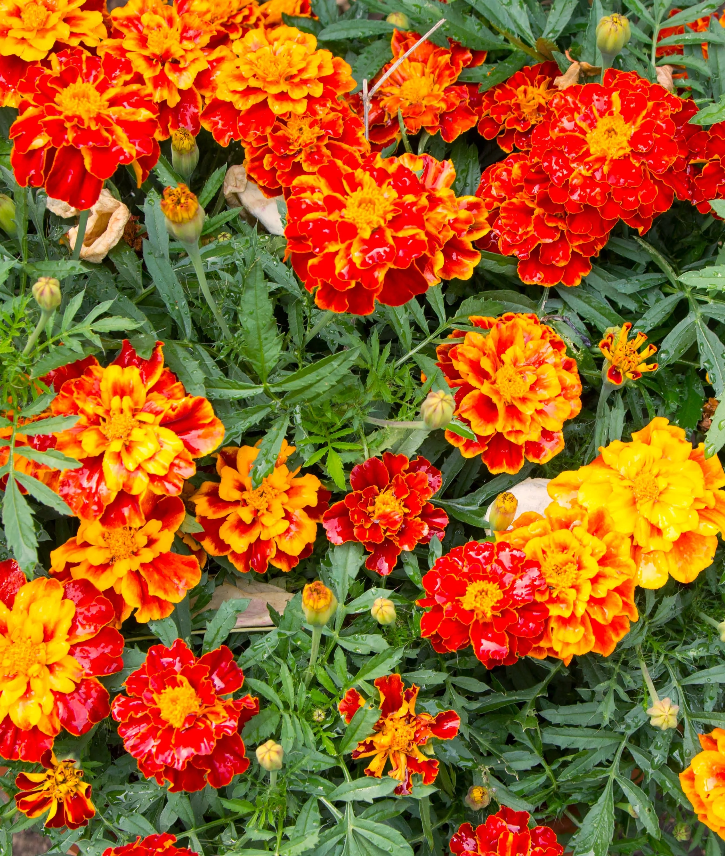 Sparky Mix French Marigold - Image 6