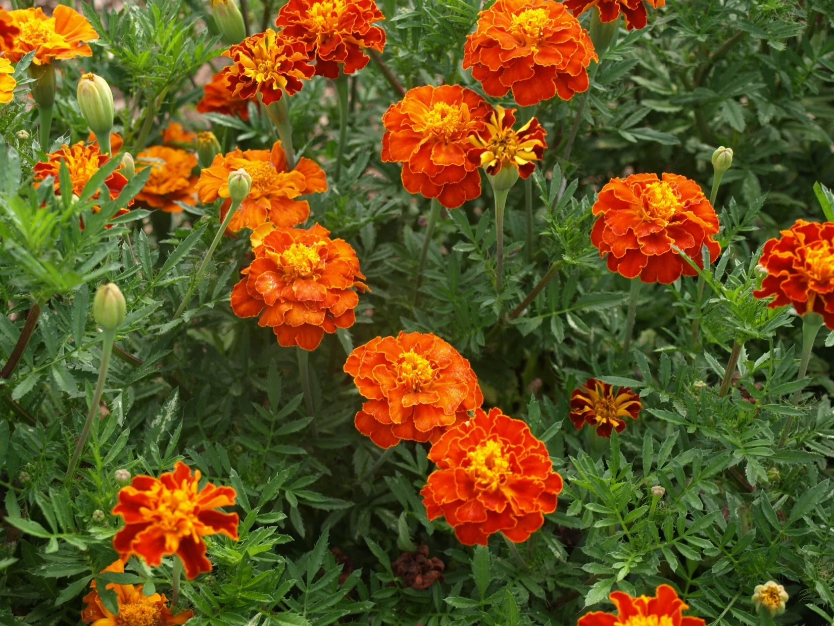 Sparky Mix French Marigold - Image 7