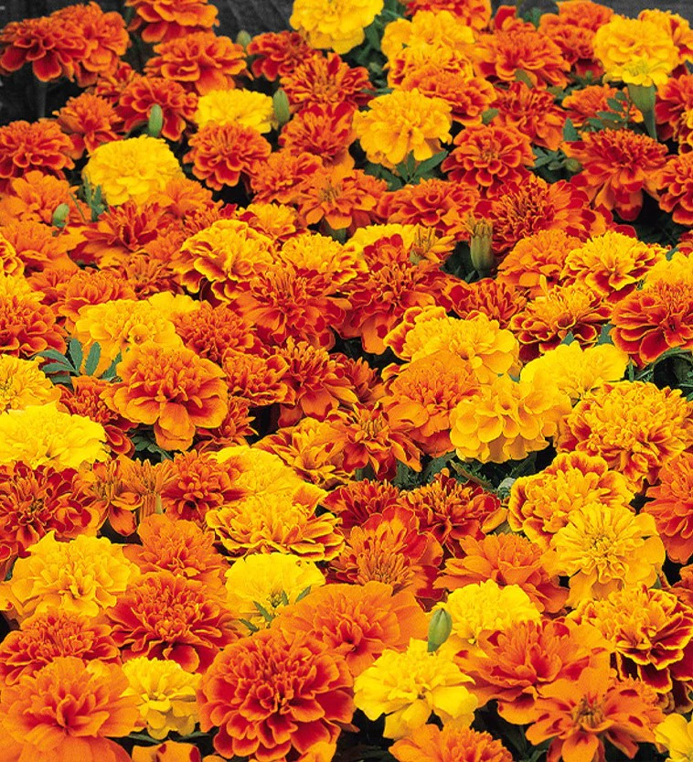Sparky Mix French Marigold - Image 8