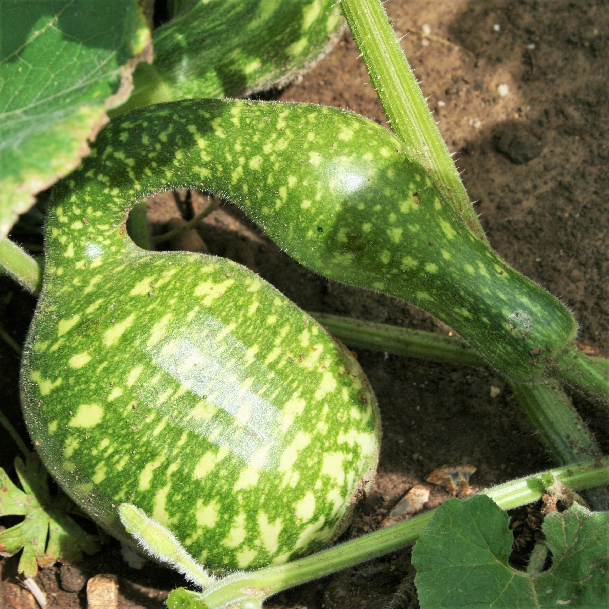 Speckled Swan Gourd - Image 2