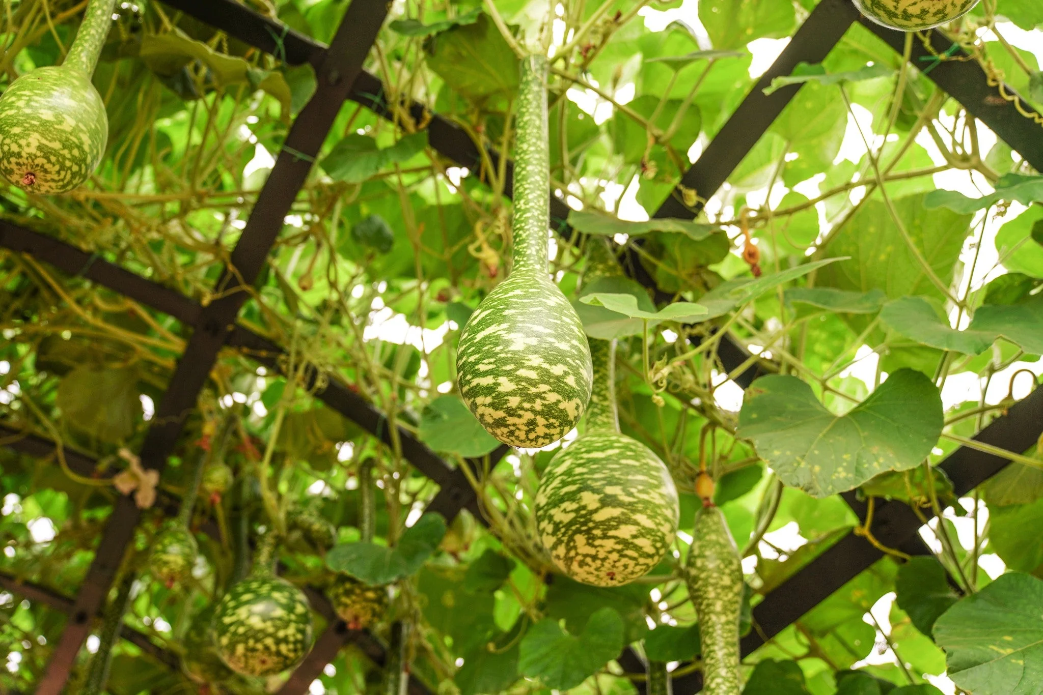 Speckled Swan Gourd - Image 3