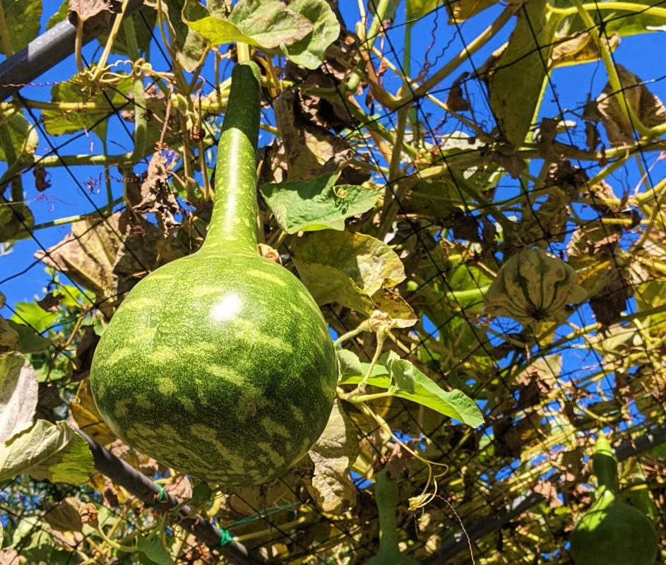 Speckled Swan Gourd - Image 4