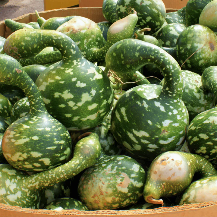 Speckled Swan Gourd - Image 6