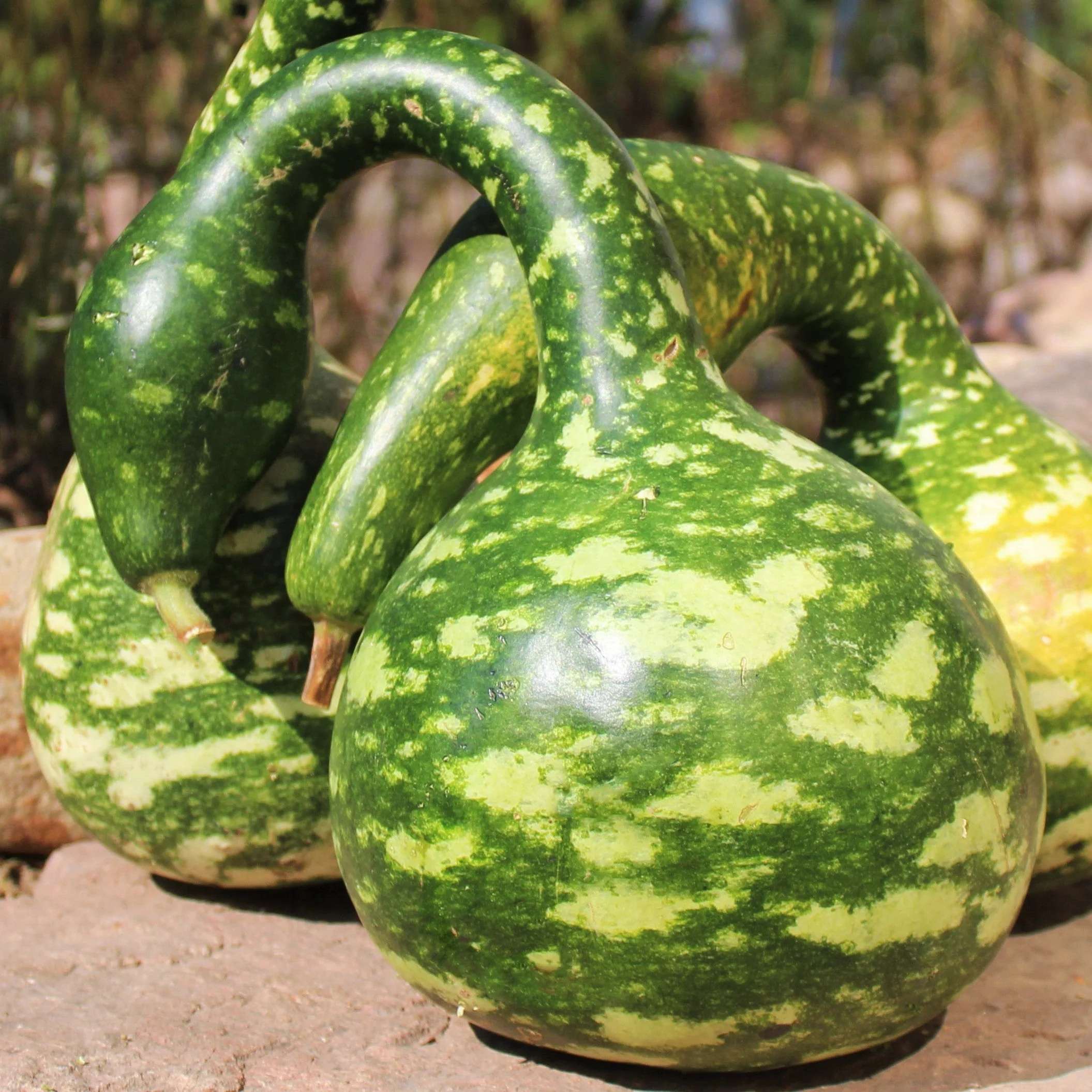 Speckled Swan Gourd - Image 7