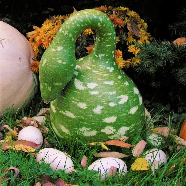 Speckled Swan Gourd - Image 8