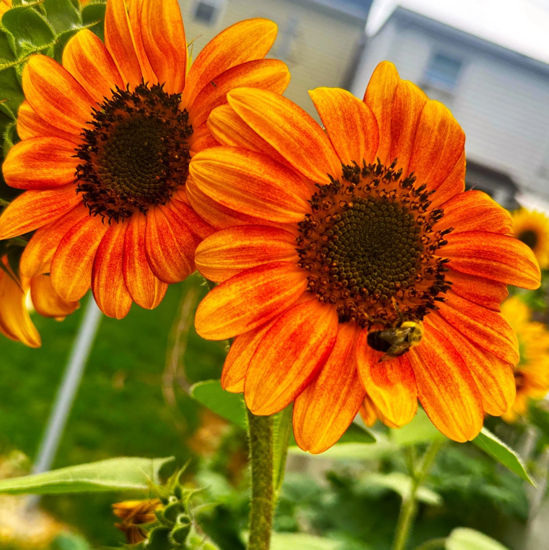 Orange F1 Sunflower - Image 2