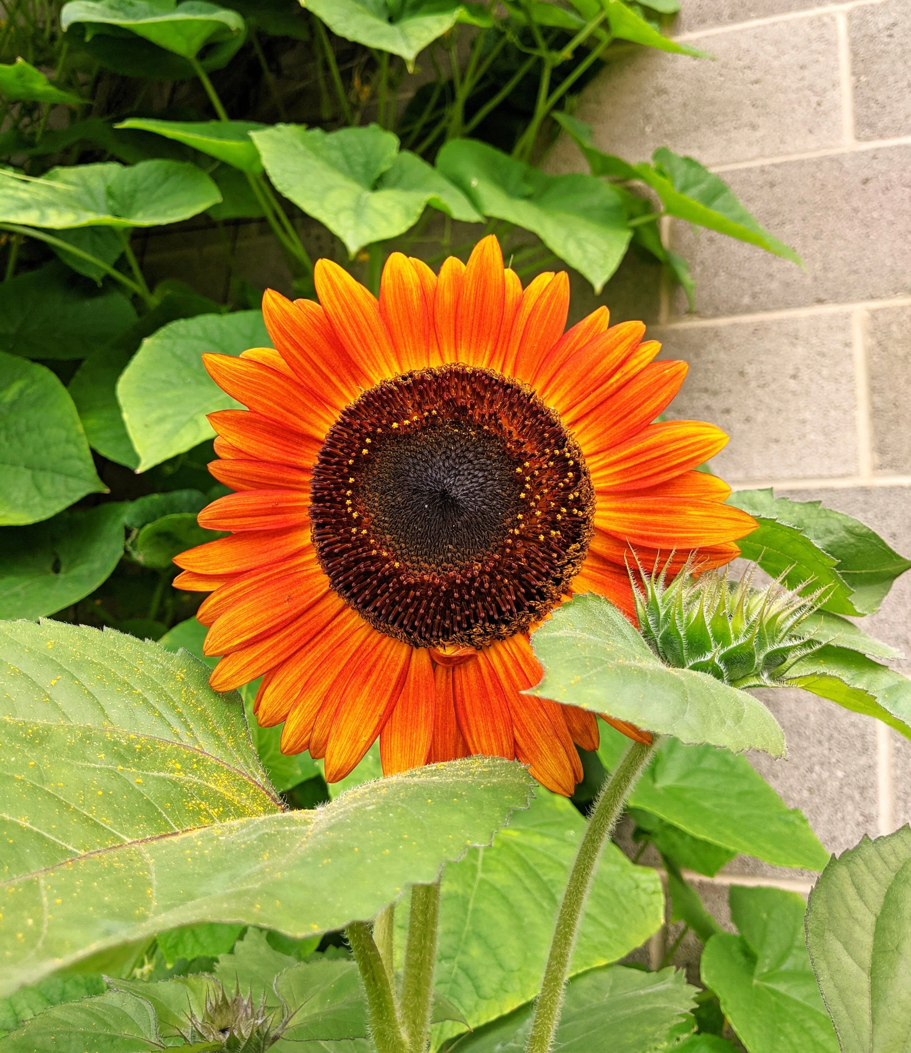 Orange F1 Sunflower - Image 3