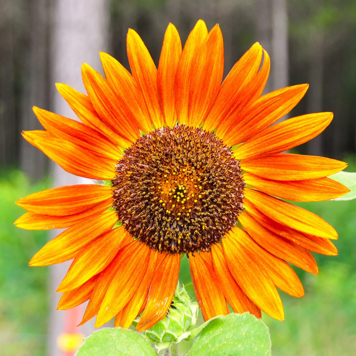 Orange F1 Sunflower - Image 4