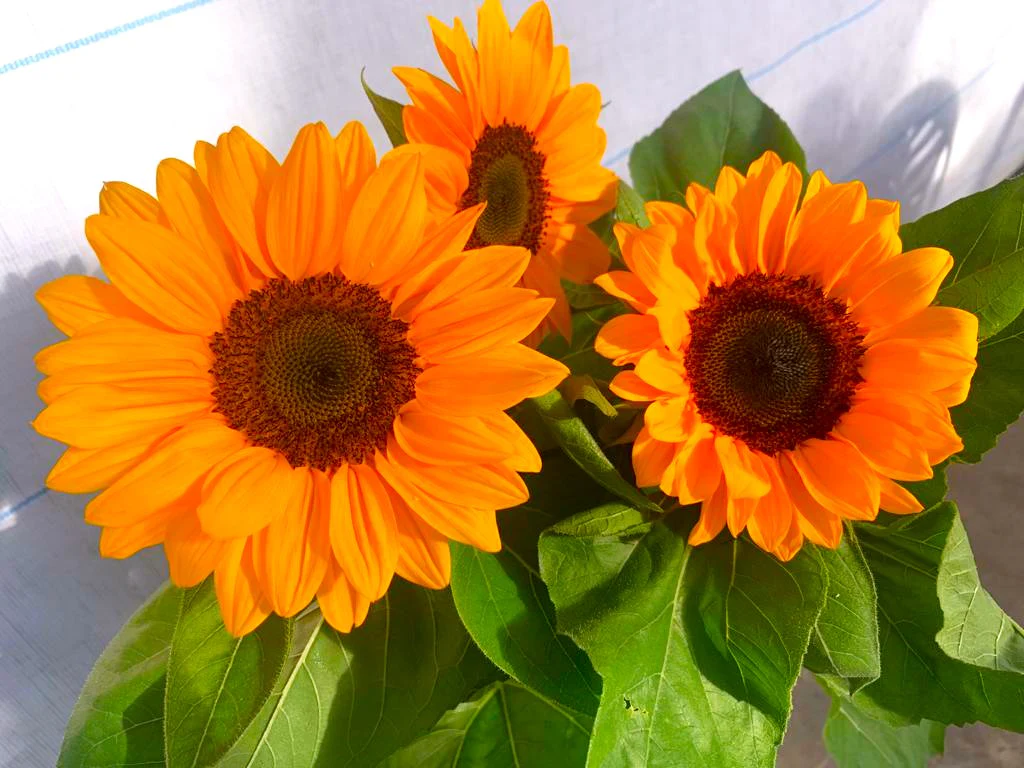 Orange F1 Sunflower - Image 5