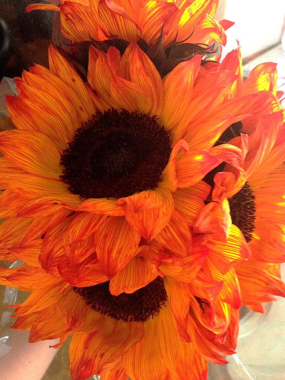 Orange F1 Sunflower - Image 6
