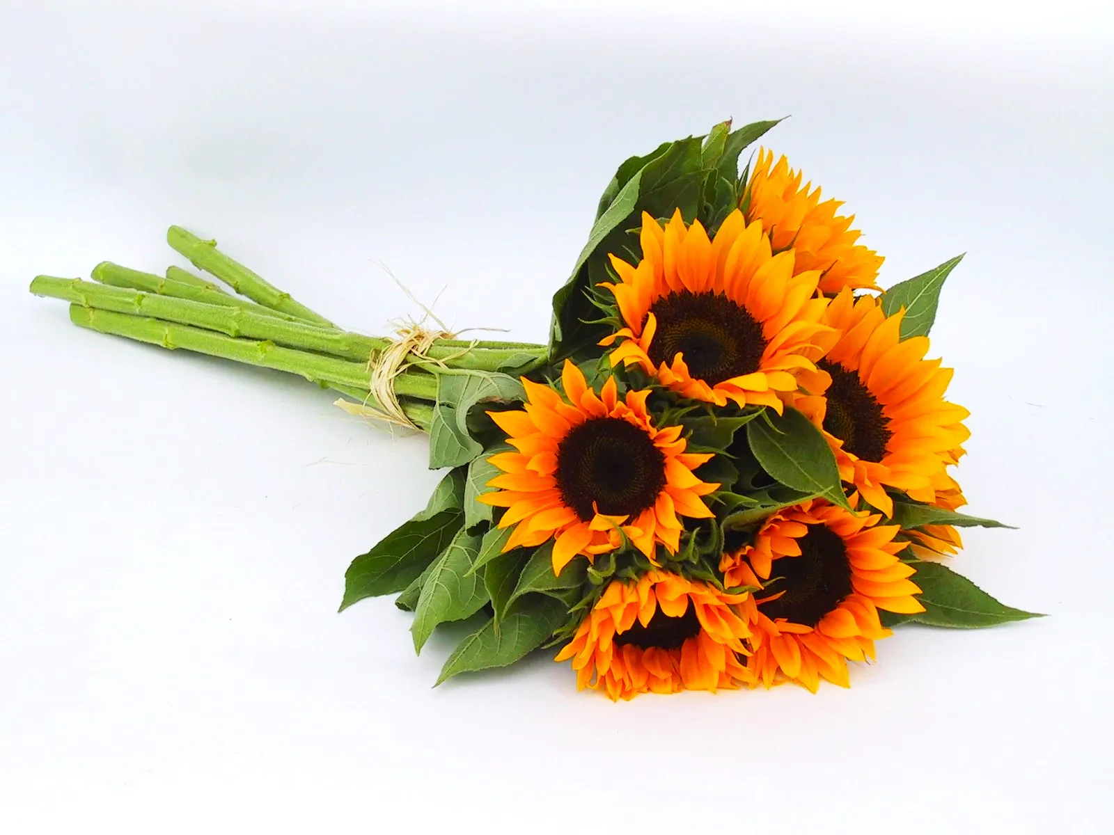 Orange F1 Sunflower - Image 7