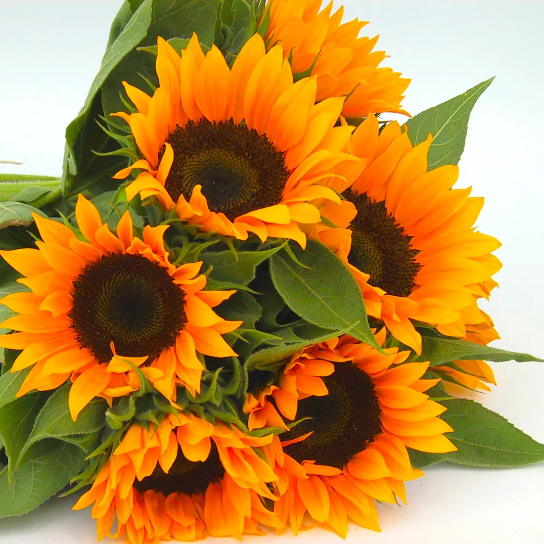 Orange F1 Sunflower - Image 8