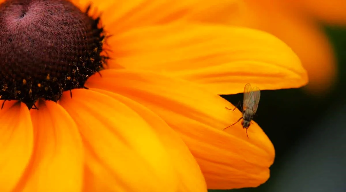 Orange F1 Sunflower - Image 9