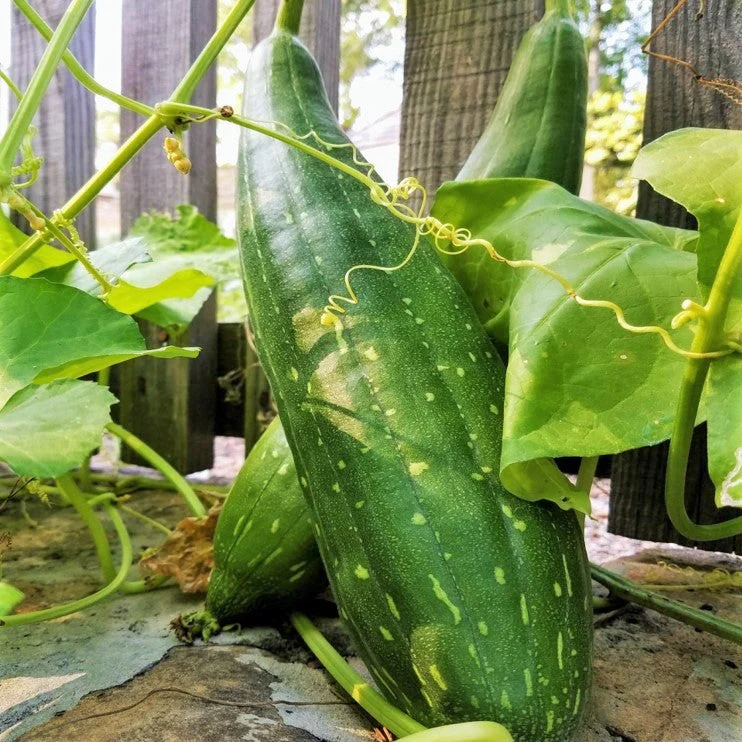 Sponge Luffa Gourd