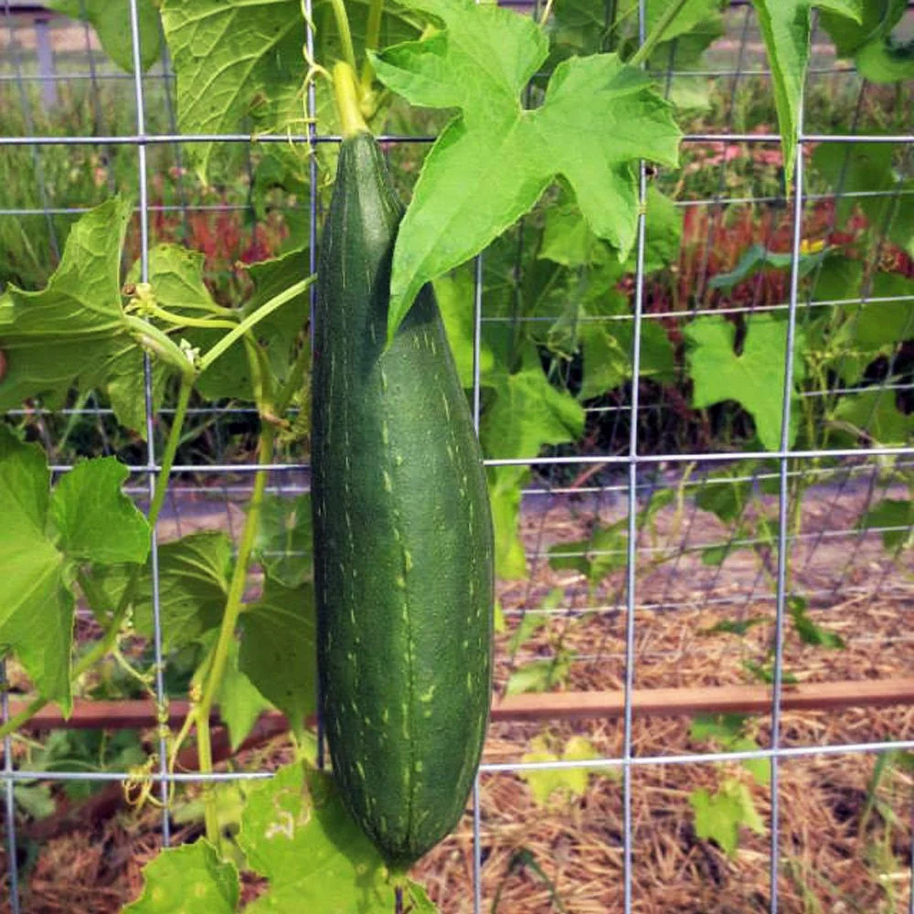 Sponge Luffa Gourd - Image 2
