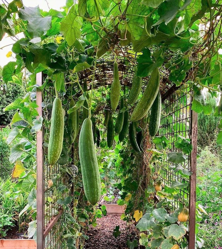 Sponge Luffa Gourd - Image 3