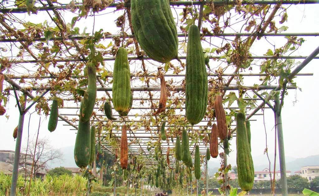 Sponge Luffa Gourd - Image 4