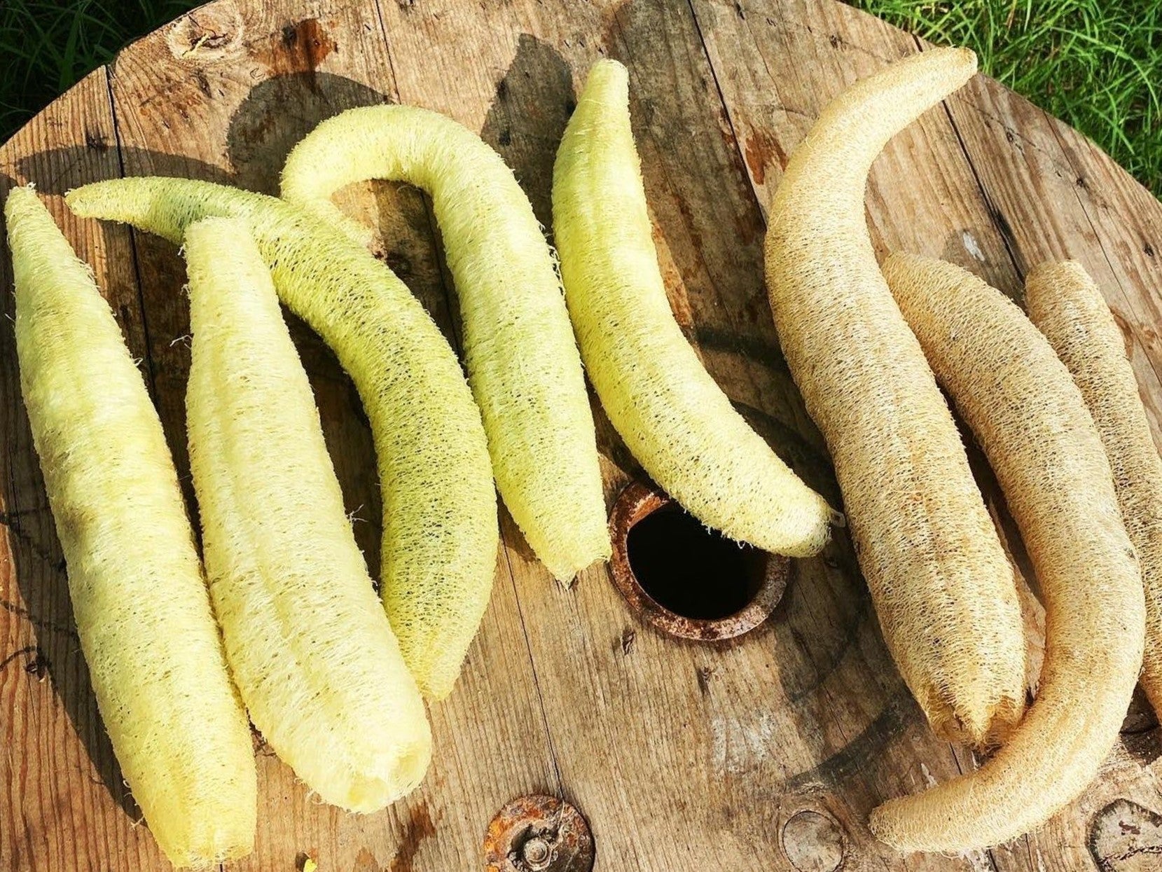 Sponge Luffa Gourd - Image 5